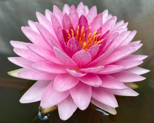 Mahasombut Hardy Water Lily