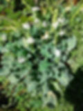 Thumbnail: Yerba Mansa (2 plants)
