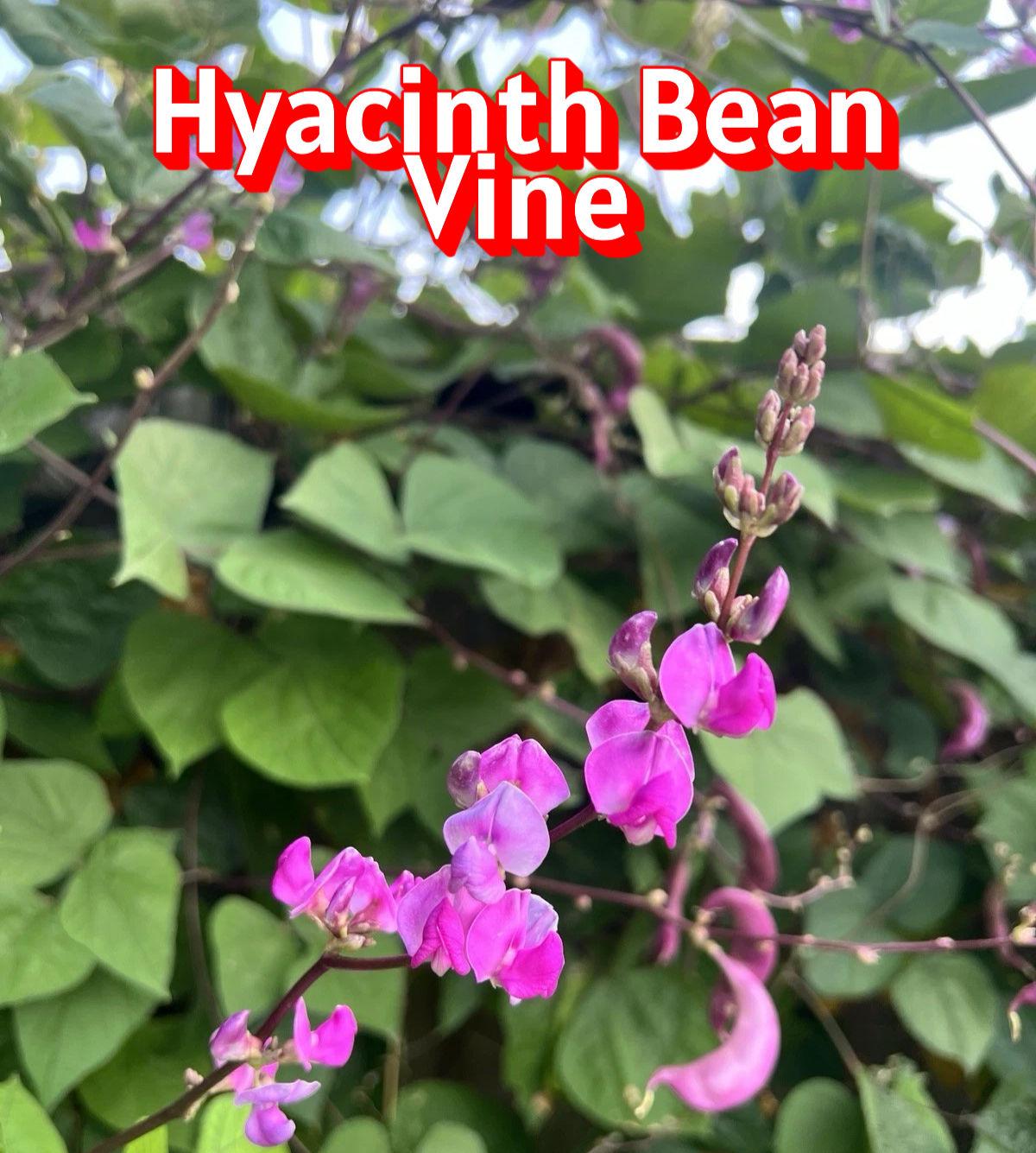 Hyacinth Bean Vine Seeds