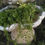 Thumbnail: Bacopa Monnieri (Moneywort)