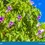 Thumbnail: Mexican Morning Glory Seeds