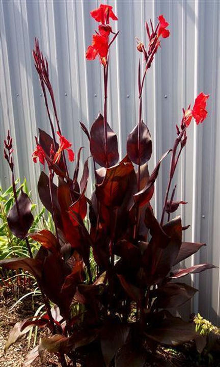 Australian Canna Lily