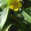 Thumbnail: Primrose Creepers (2 plants)
