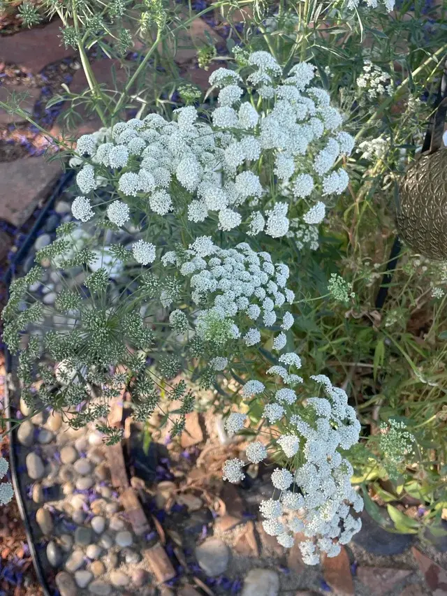Queen Anne's Lace Seeds / 100s of Seeds