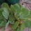 Thumbnail: Water Lettuce (10 Plants)