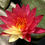 Thumbnail: Wanvisa Hardy Orange/Salmon Winter Hardy Water Lily