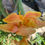 Thumbnail: Taney Canna Lily
