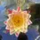 Thumbnail: Siam Fantasy Winter Hardy Water Lily