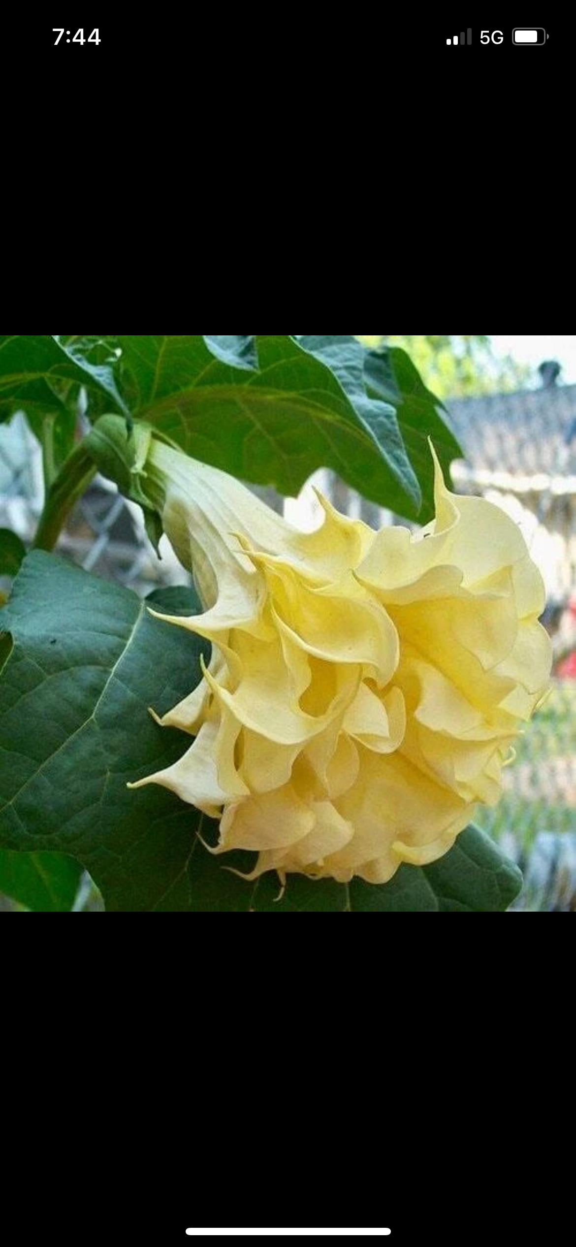 Yellow Datura - Starters
