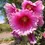 Thumbnail: Hollyhock Seeds - Dark Pink / Approximately 100 seeds