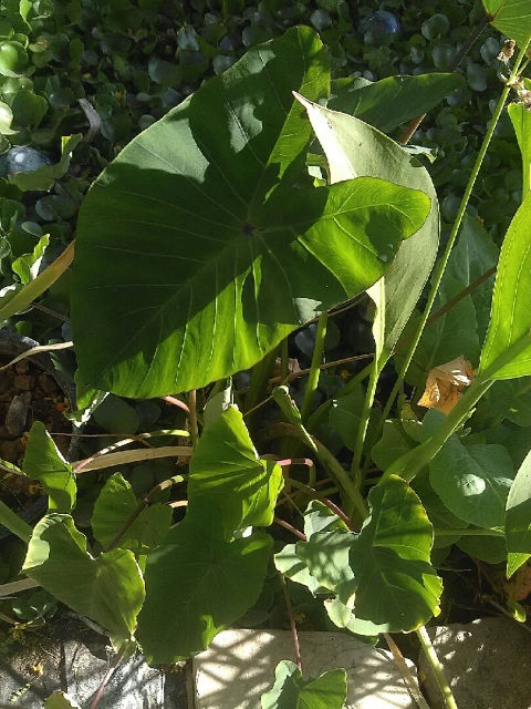 Green Taro Plant