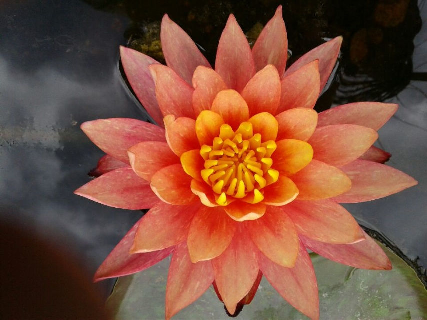 Thumbnail: Wanvisa Hardy Orange/Salmon Winter Hardy Water Lily