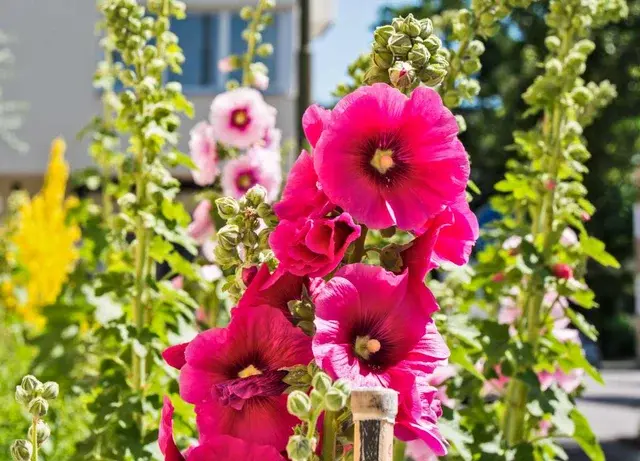 Thumbnail: Victoria's Favorites / Flower Garden Seed Mix