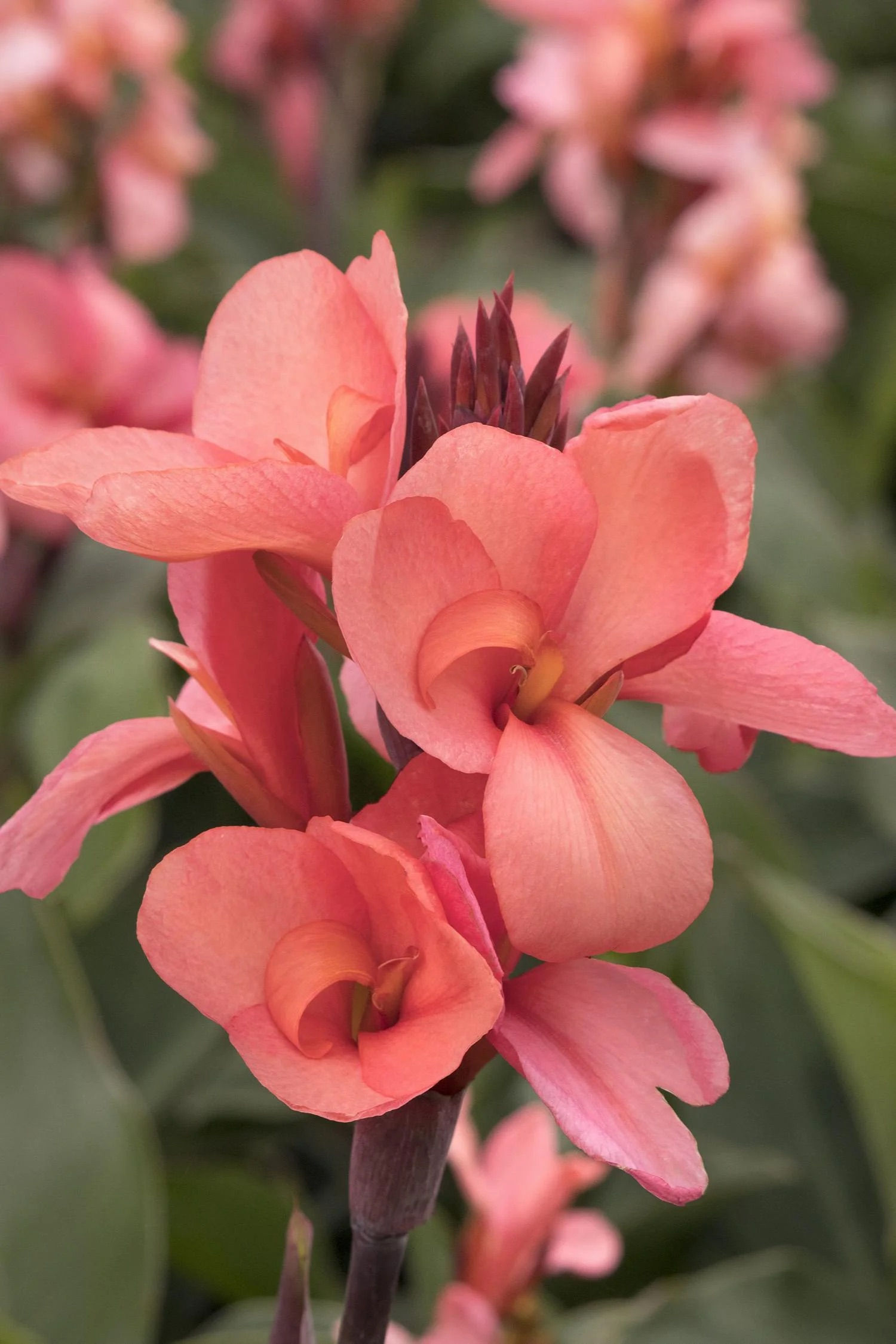 Cannova Mango Canna Lily