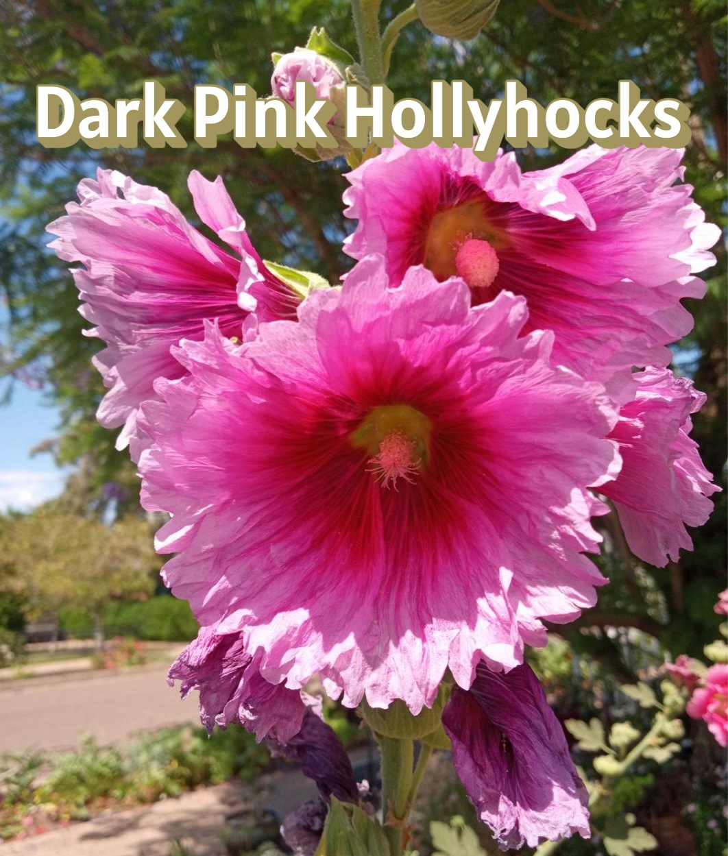 Hollyhocks - Starters