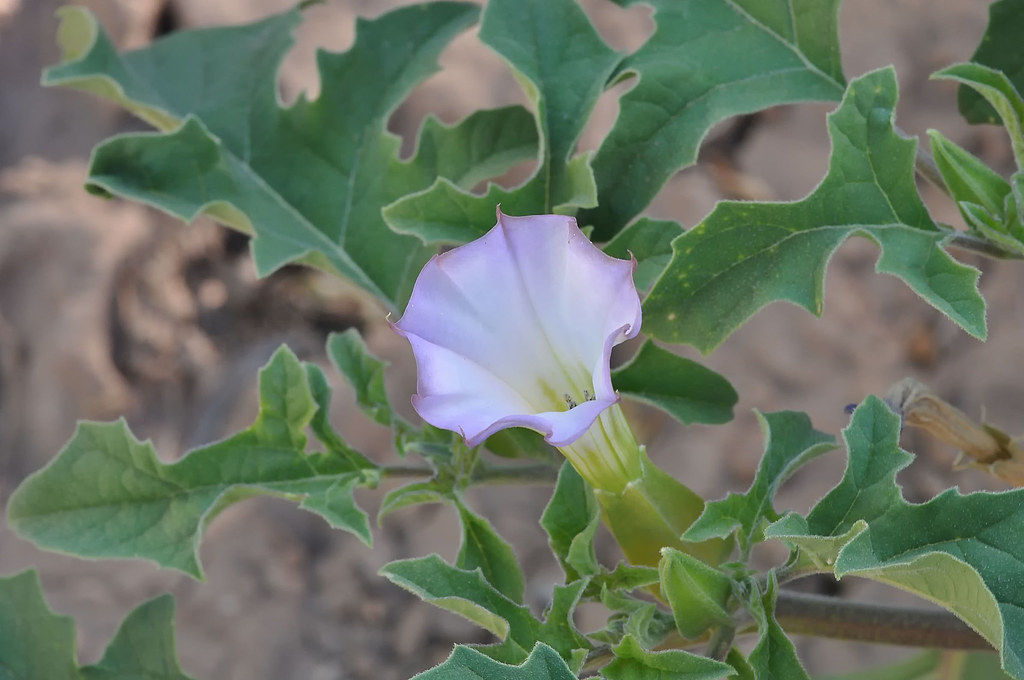Oak Leaf Datura - Starters