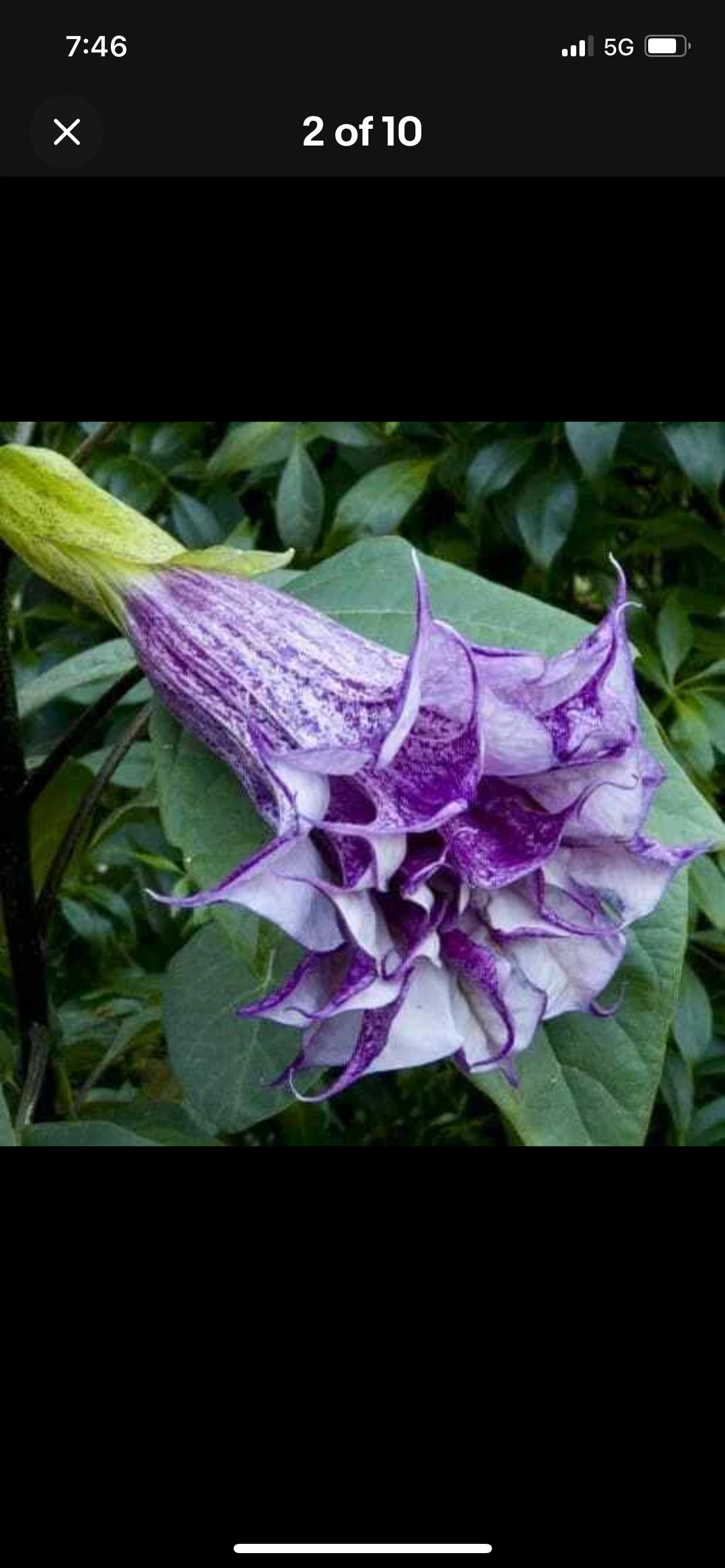 Purple Datura - Starters