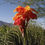 Thumbnail: King Humbert Orange & Yellow Water Canna Lily