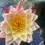 Thumbnail: Siam Fantasy Winter Hardy Water Lily