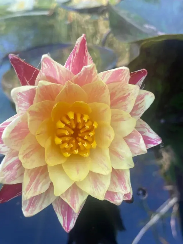 Siam Fantasy Winter Hardy Water Lily