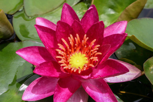 Laydekeri Fulgens Winter Hardy Water Lily