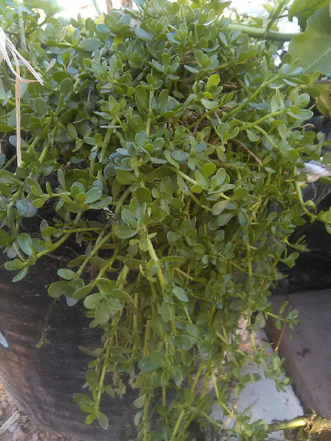 Bacopa Monnieri (Moneywort)