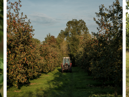 Sweetest apple crop in recent memory following long, hot summer