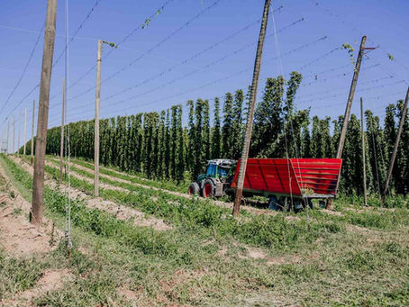 BarthHaas Report 2024/2025 on the 2024 hop harvest Hop industry is still fighting oversupply
