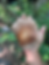 Thumbnail: Shitake Mushroom Spawn Bag
