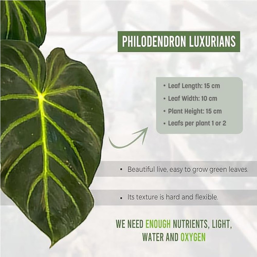 lavandula plants Bring Home Grosso Lavender Plants for a Fragrant Garden Glow  Greenwood  Nursery