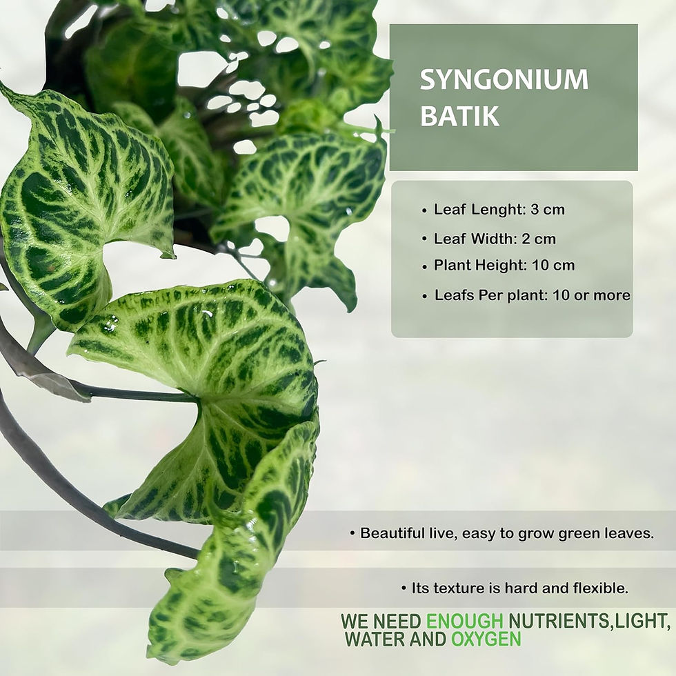 Thumbnail: Syngonium Batik (Pack of 2), Intricate Leaf Pattern Live Plant