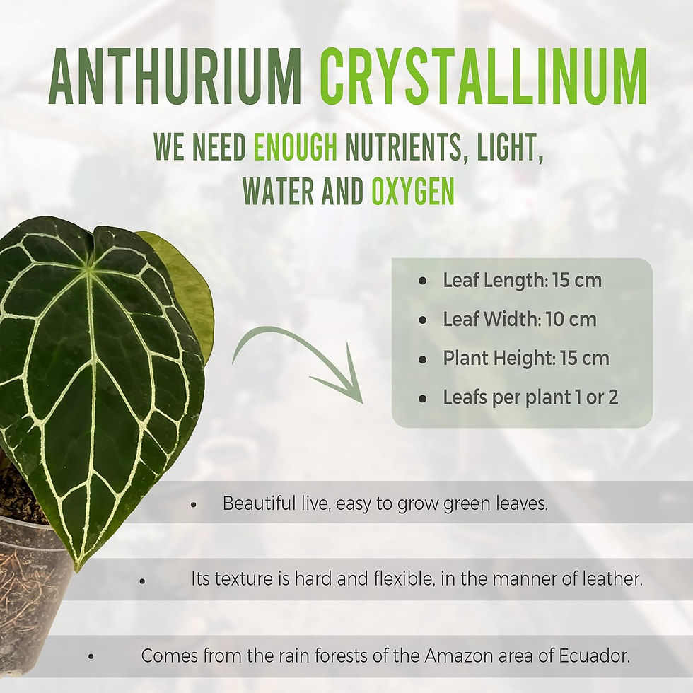 Thumbnail: Anthurium Crystallinum Green Live House Plant for Indoor