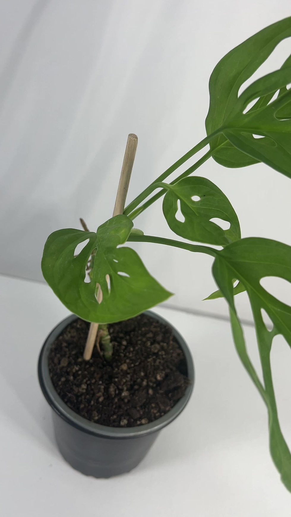Thumbnail: Monstera Calacali Norte, Evergreen Live Indoor Monstera House Plant