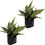 Thumbnail: Aglaonema Perdiz (2-Pack) Vibrant Chinese Evergreen House Plant