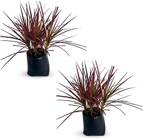 Dracaena Marginata Colorama (Pack of 2) |Tri-Color Dragon Tree Live Indoor  Plant | Leal Plants
