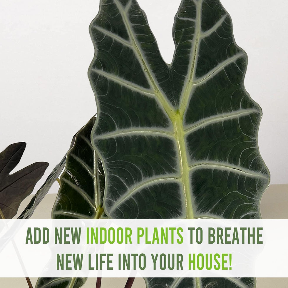 Thumbnail: Alocasia Amazonica| Elephant Ear Live Indoor Green House Plant