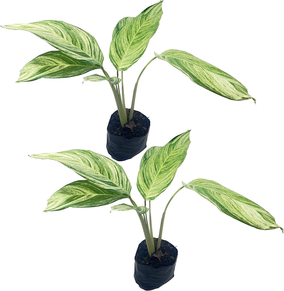 Stromanthe Charlie Variegated 2 Pack Live Green House Plant