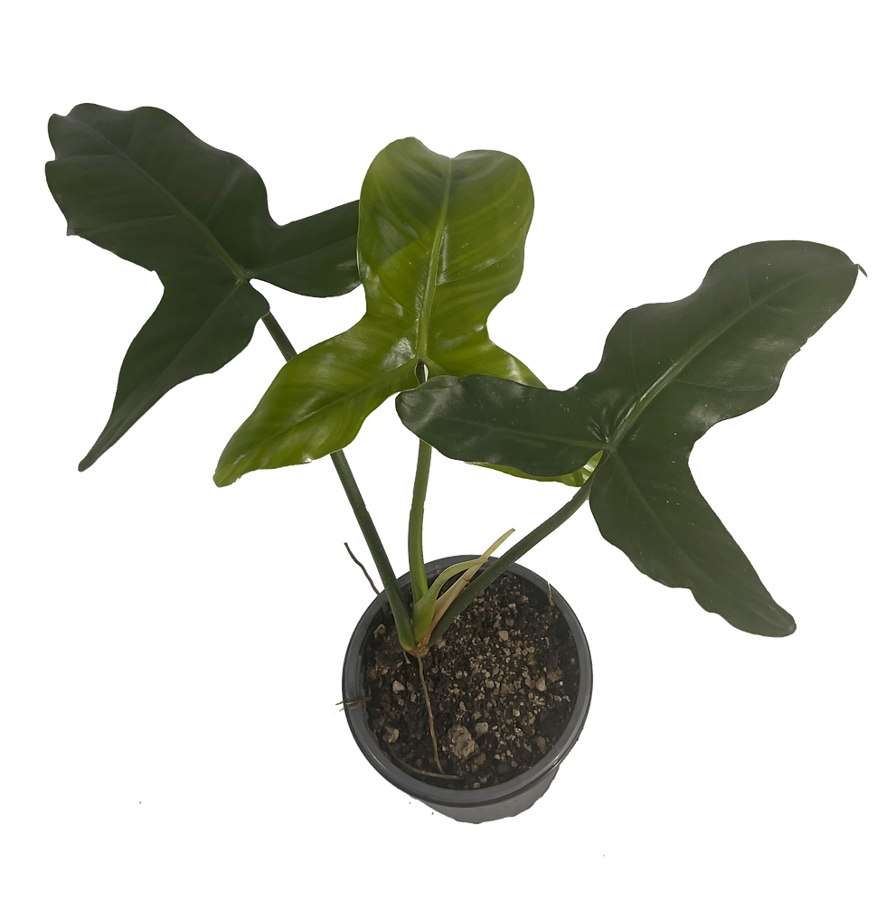 Philodendron Mexicanum Giant