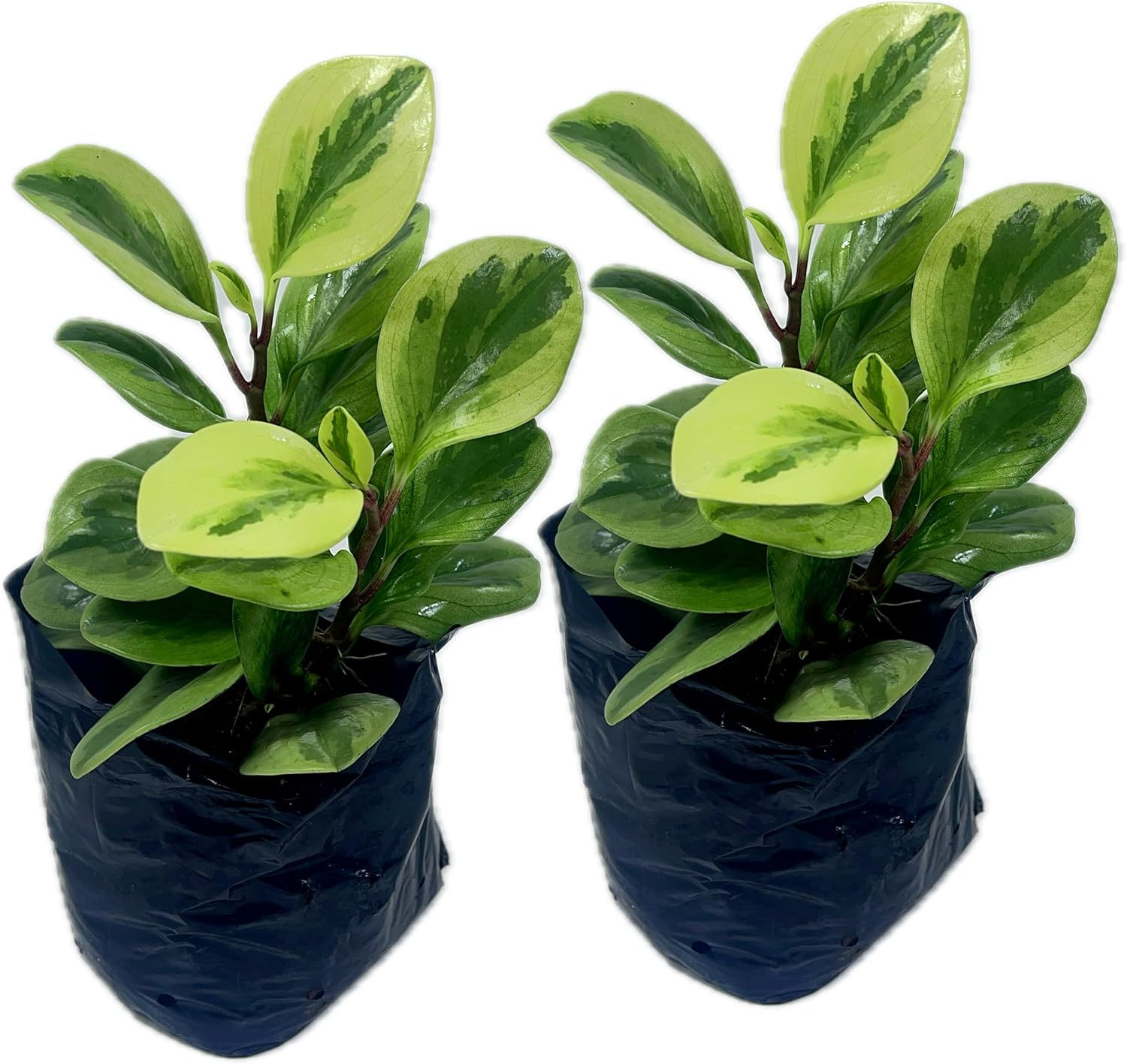 Peperomia Obtusifolia (Pack of 2) Live Indoor Plant, Low Maintenance Compact Hou