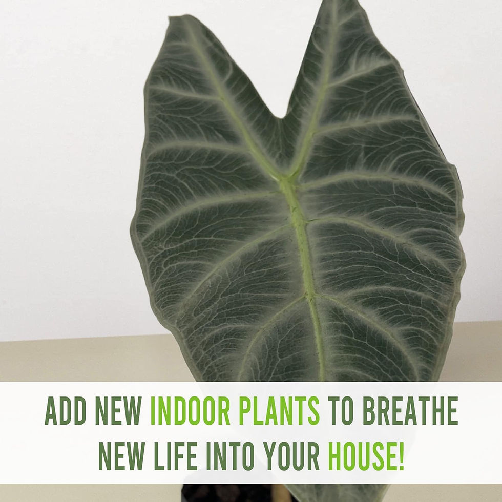 Thumbnail: Alocasia Longiloba Silver, Indoor Live Green House plant