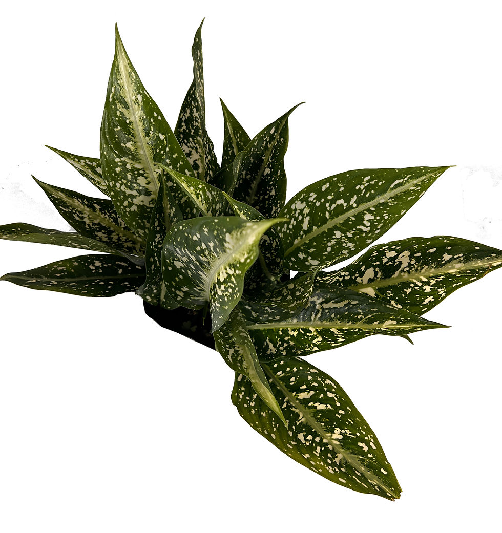 Thumbnail: Aglaonema Perdiz Vibrant Chinese Evergreen Live Indoor House Plant