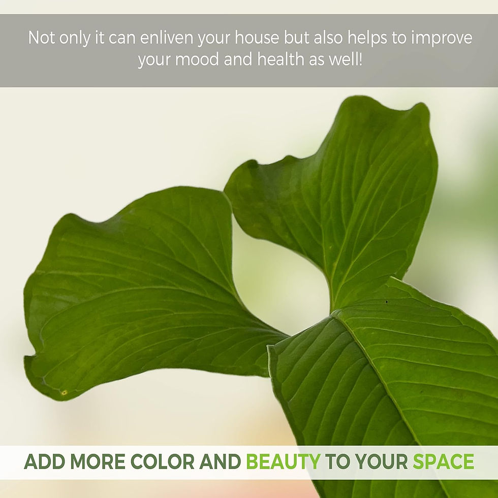 Thumbnail: Anthurium Draconopterum, Lush Green Indoor House Plant