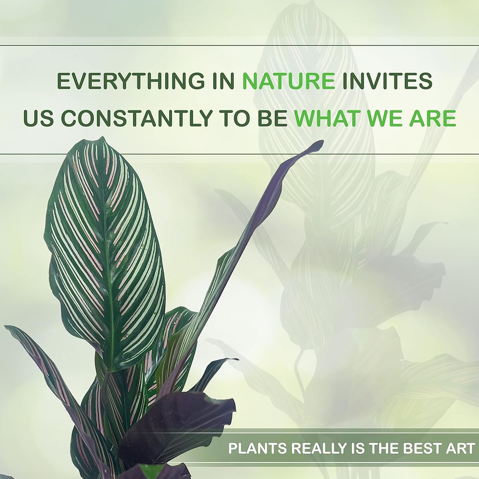 Thumbnail: Calathea Ornata Sanderiana Stretched (Pack of 2) Fascinating Leaf Movement Plant