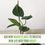 Thumbnail: Philodendron Brazil (2pack) Live Indoor House Plant