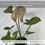 Thumbnail: Syngonium Mango Allusion (2-Pack) Rare Variegated Indoor Plant