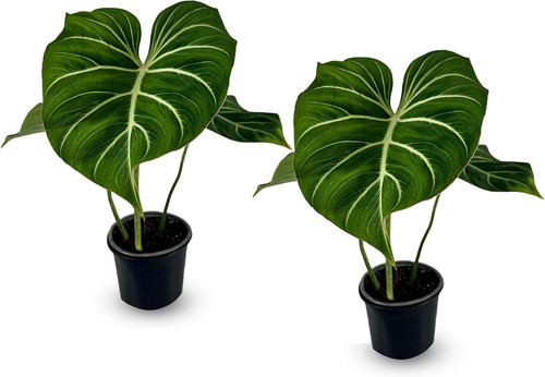 Philodendron Gloriosum Zebra (Pack of 2), Exotic Live Green