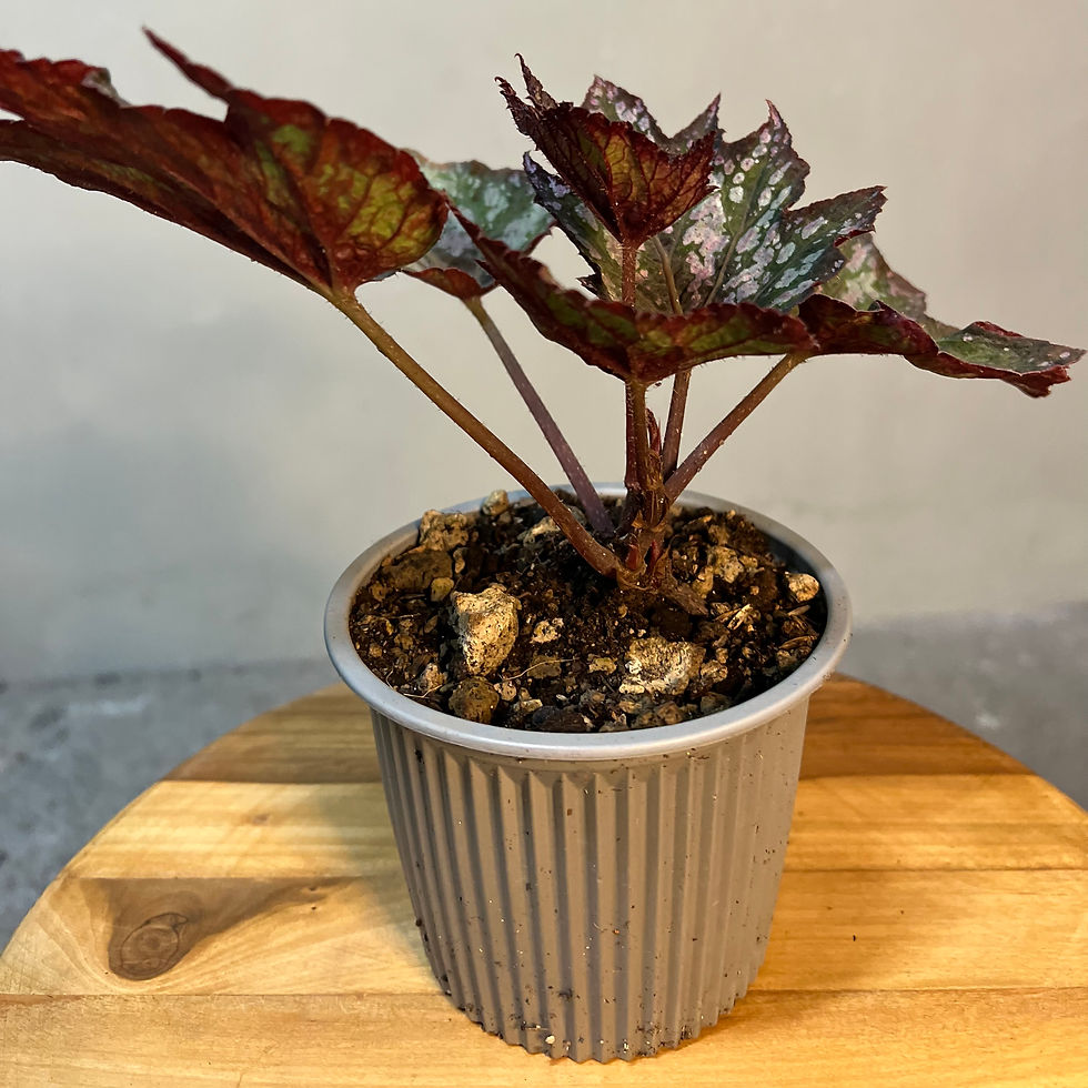 Thumbnail: Begonia Rex Purple Tango (Pack of 2) | Painted Leaf Begonia Live Plant
