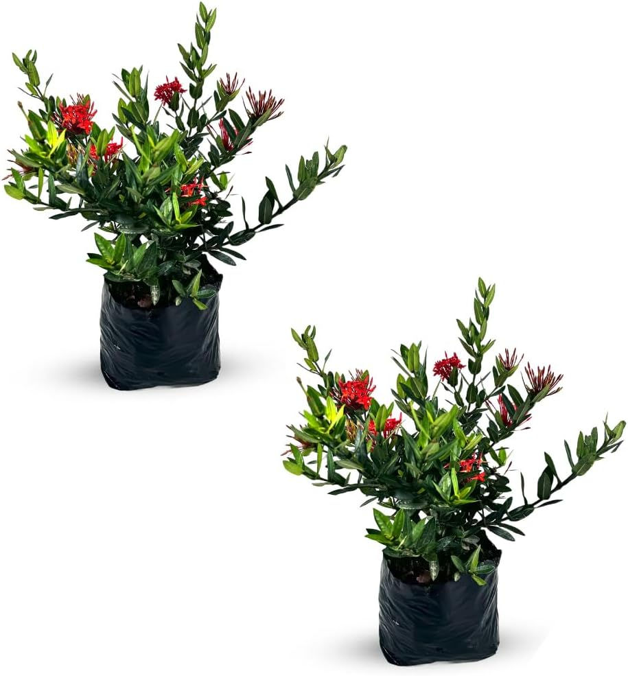 Ixora Taiwanese Red Dwarf (2-Pack), Evergreen Indoor Plant