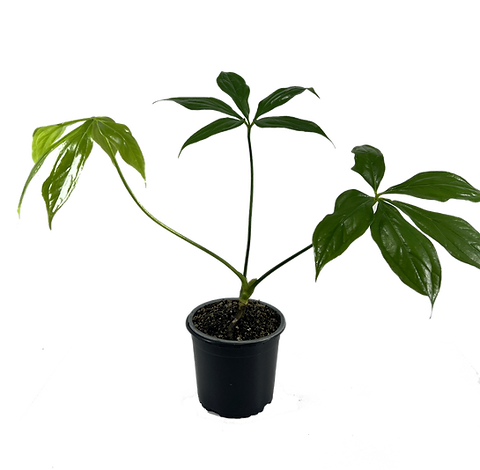 bonsai seife ZIRBE- Seife  Dr. Banfai Naturkosmetik