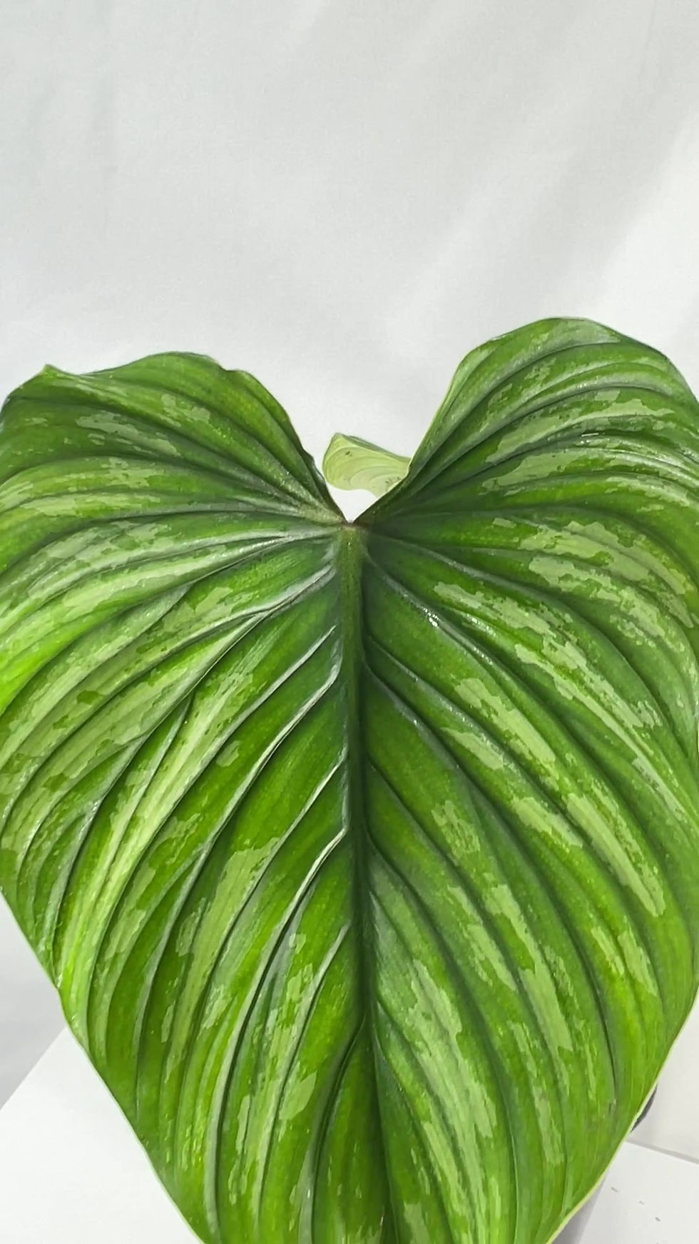 Thumbnail: Philodendron Mamei Silver (Pack of 2) Live Indoor Green House Plant